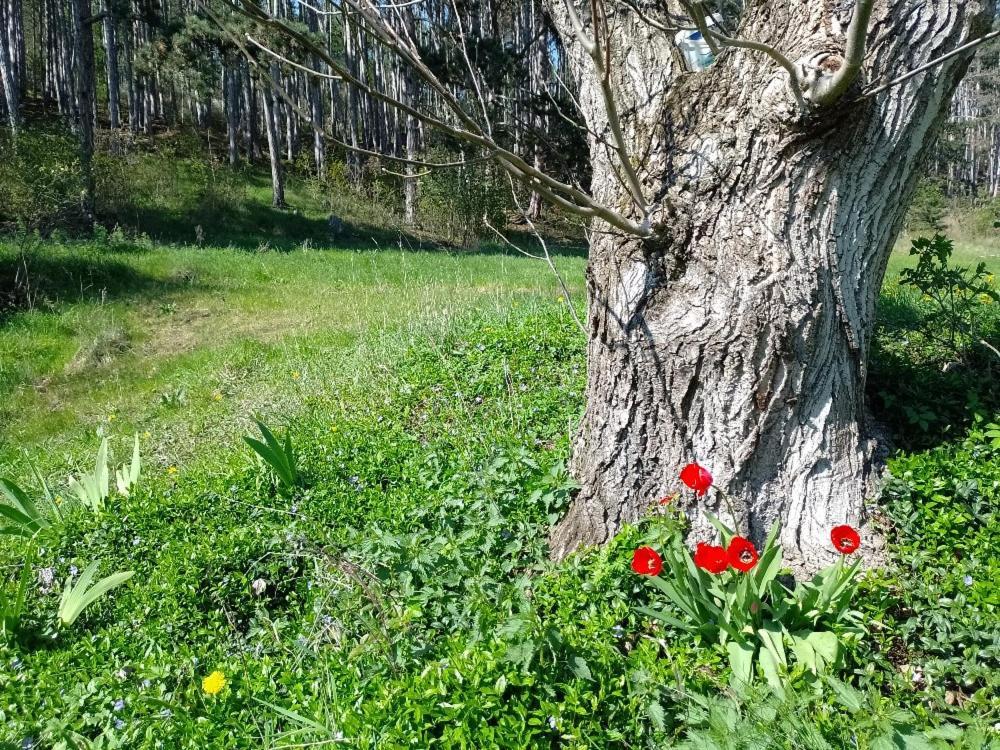 Penzion Litohlavy 17 - Na Samote U Lesa Králŭv Dvŭr Zewnętrze zdjęcie
